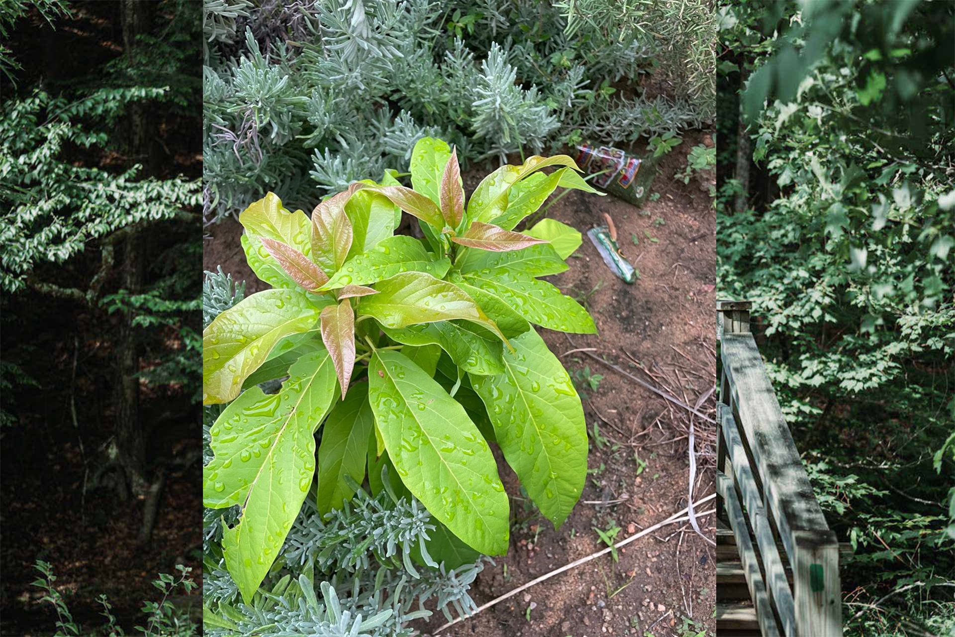 Botanical Brigades